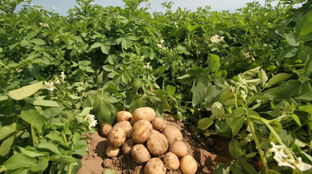 आलू की खेती की जानकारी - Potato farming information
