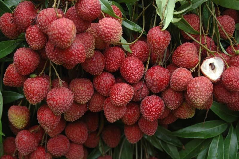 litchi