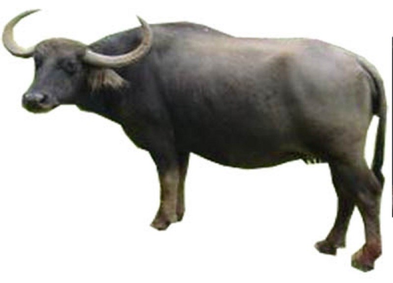 buffalo