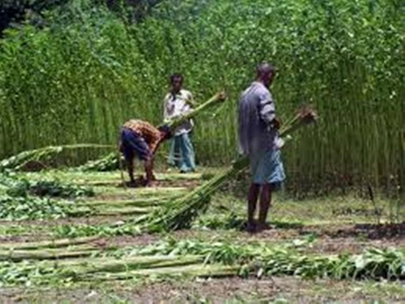 farmer