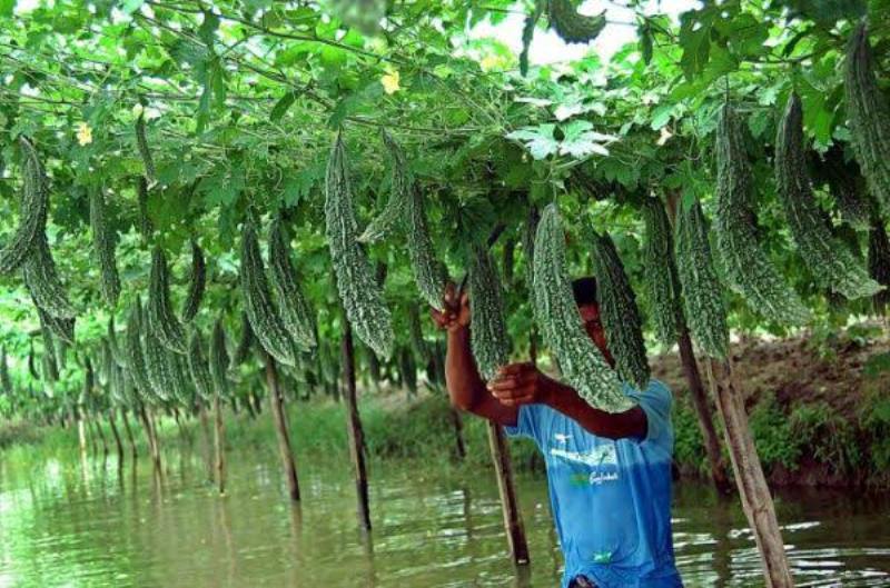 karela