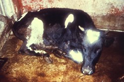 Leprosy fever can lead to death of milch animals ...