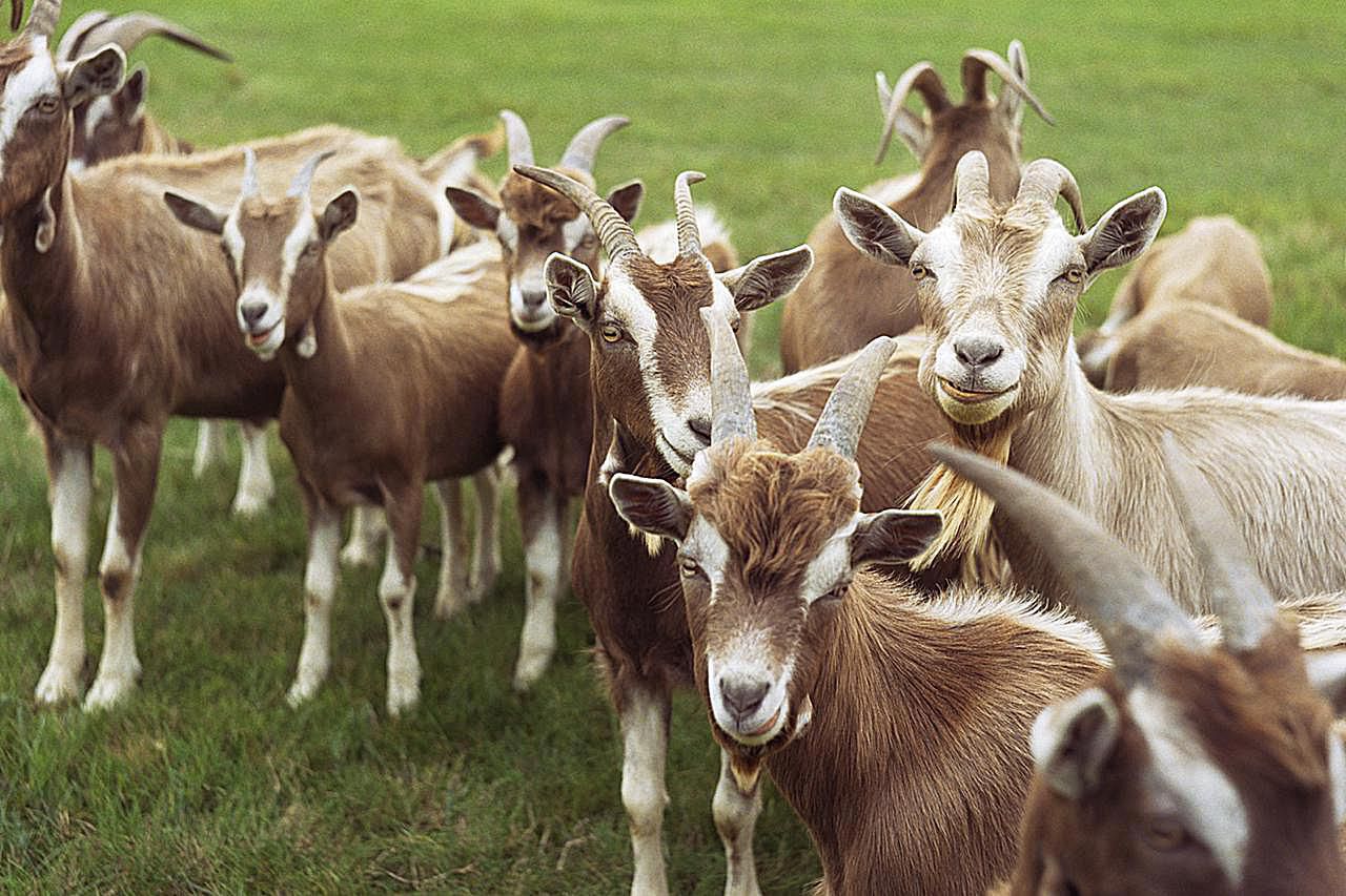 Goat Farming in India