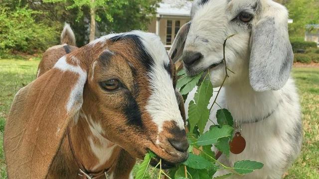 Goat rearing training