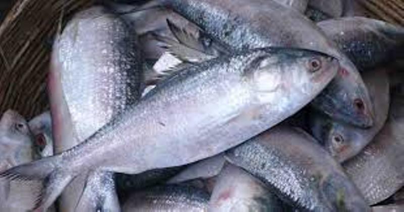 hilsa