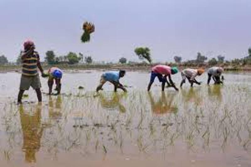 haryana farmer