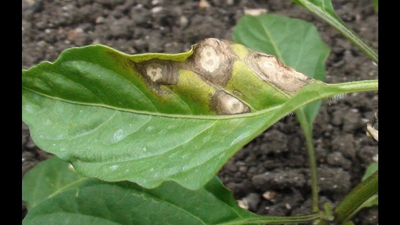 chilli farming