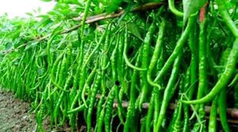 Agriculture news