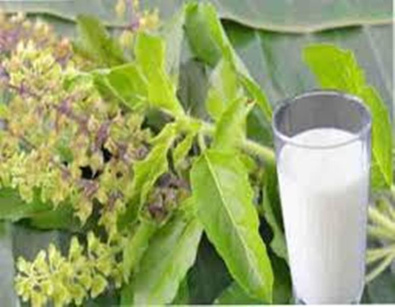 Tulsi milk