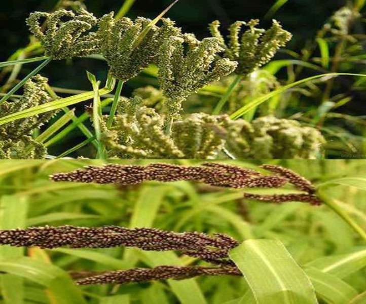 Ragi