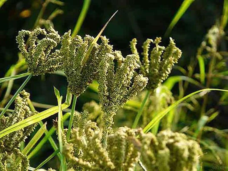 ragi farming