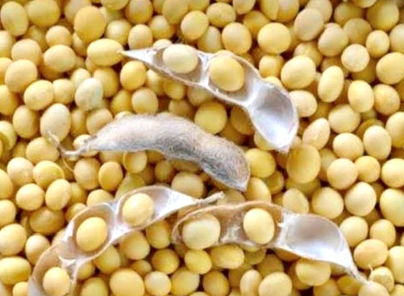 matar dal