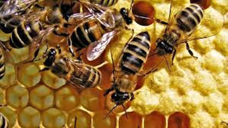 bee