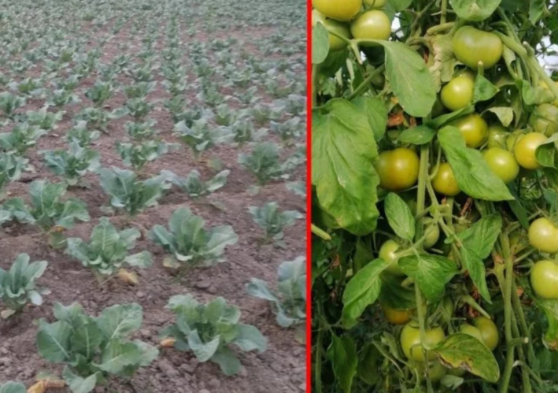 tamatar