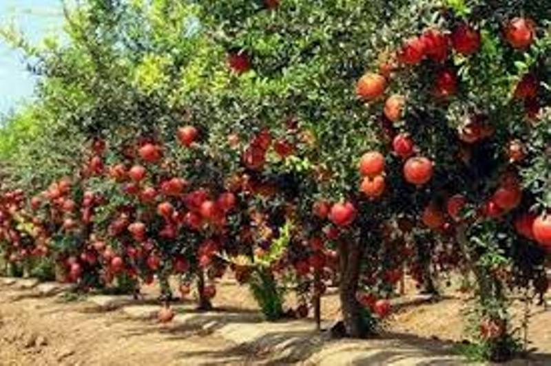 anar
