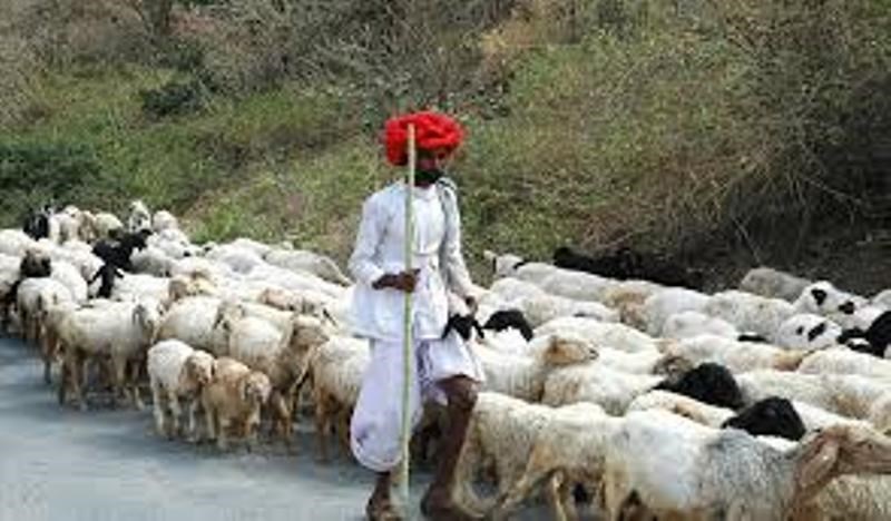 Sheep