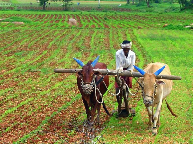 kisan