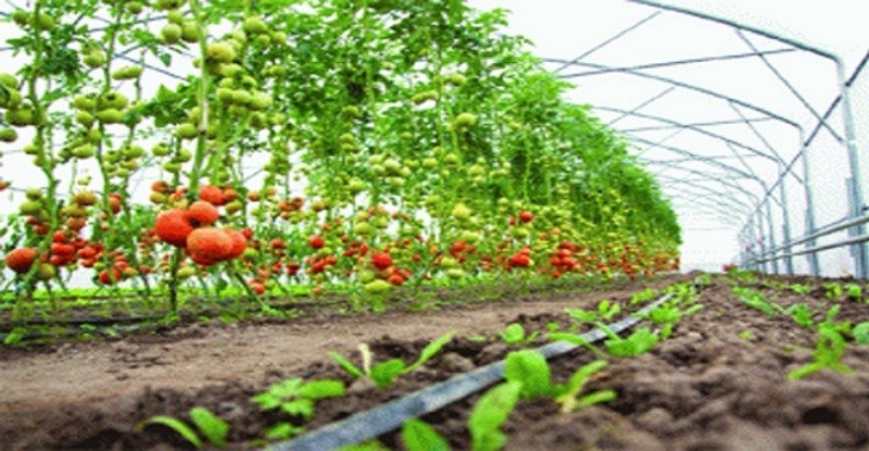 farming