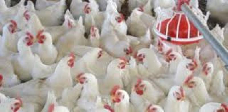 poultry