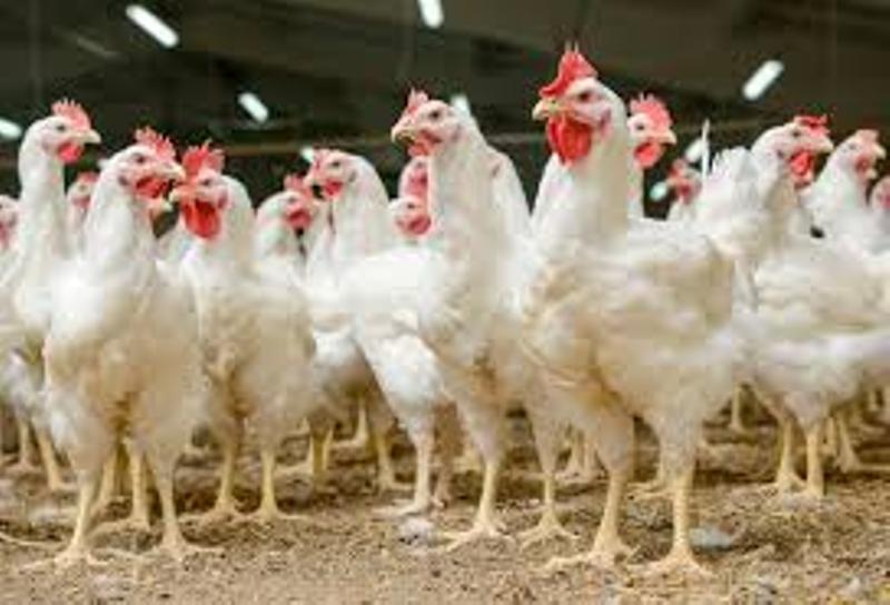 hen