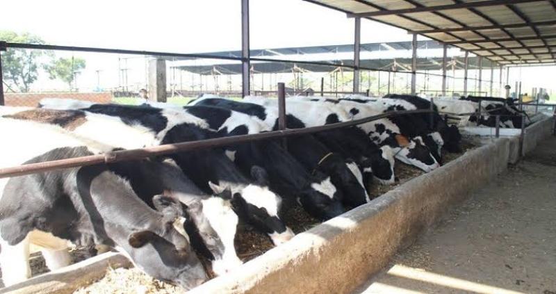 milk cow