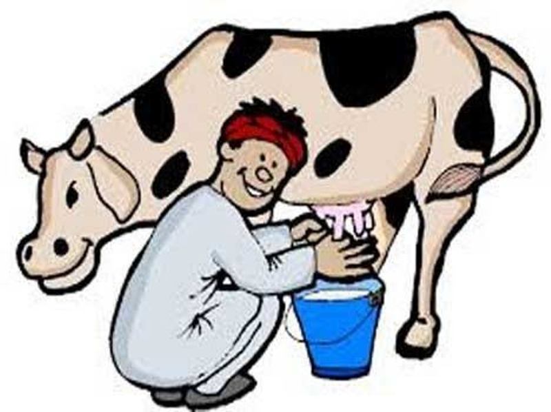 cow