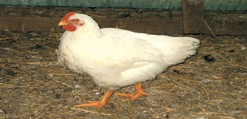 hen