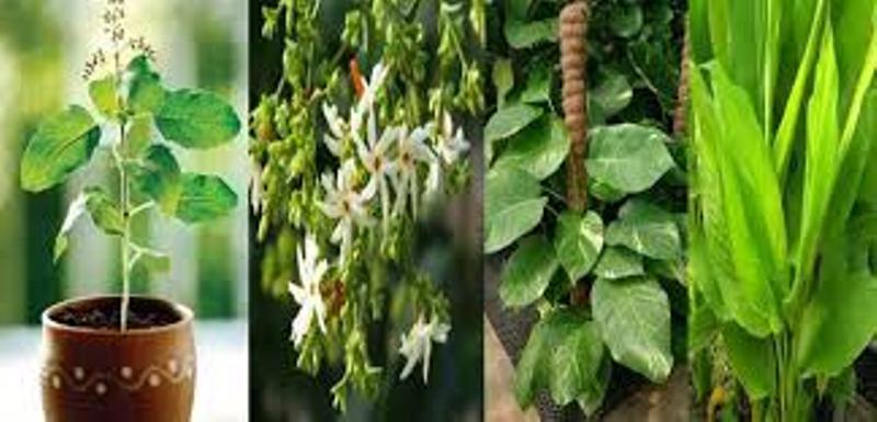 plant