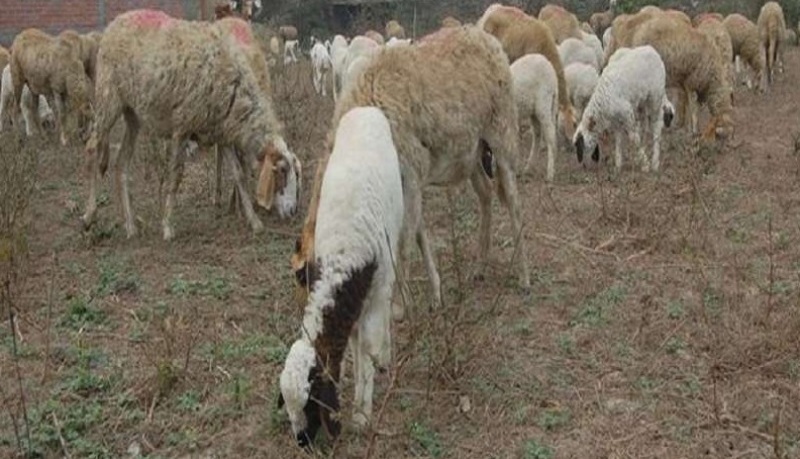sheep