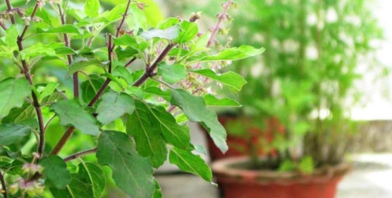 tulsi