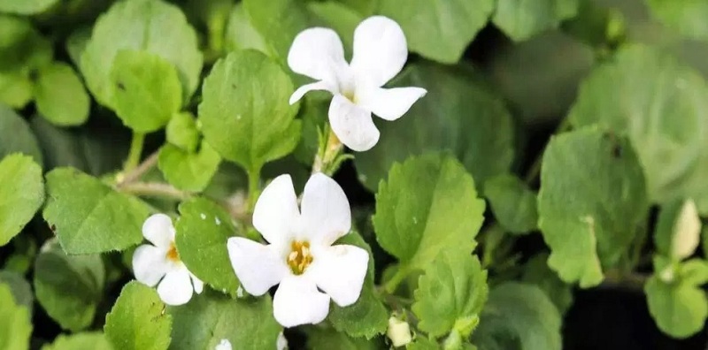 brahmi
