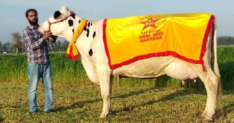 cow