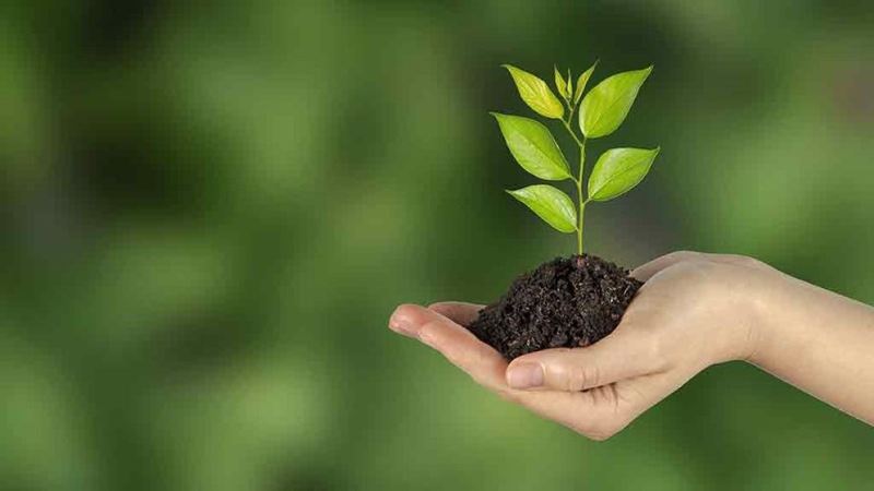 plant