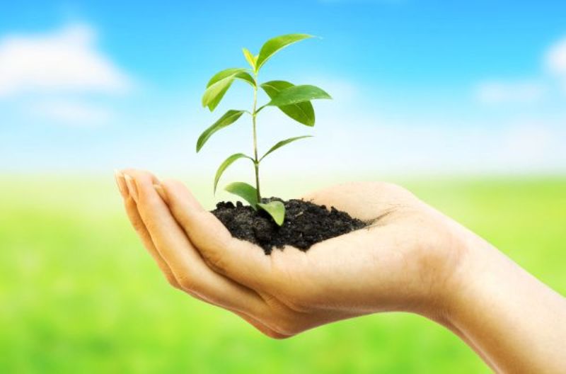 Plantation