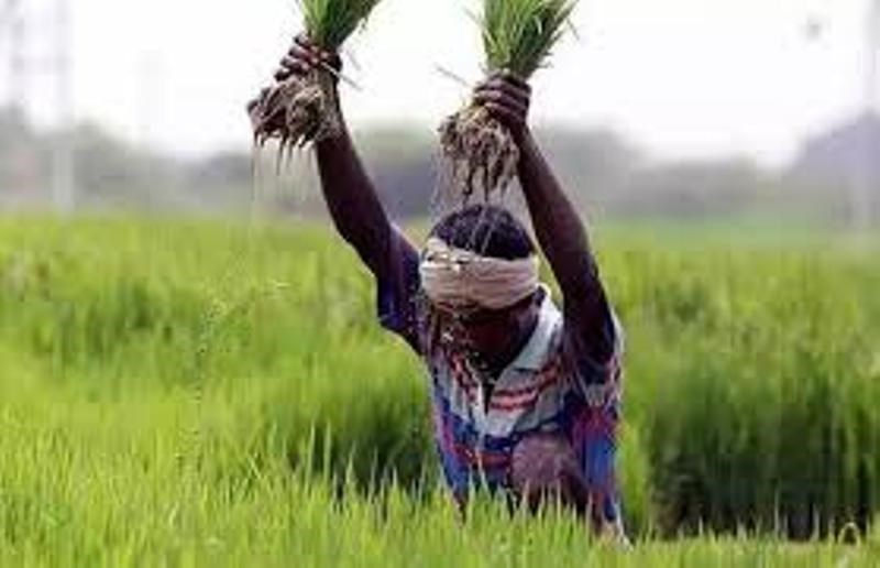 kisan