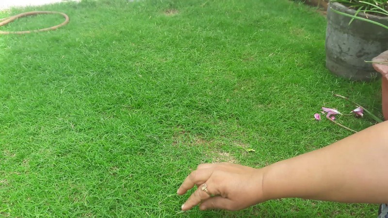 green grass