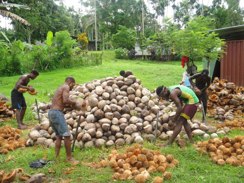 coconut