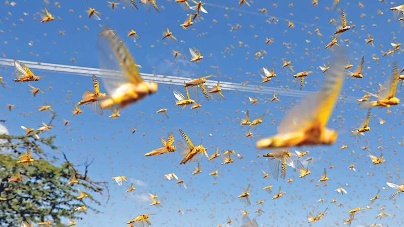 locust