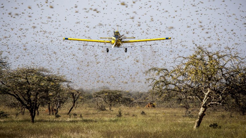 locust attack