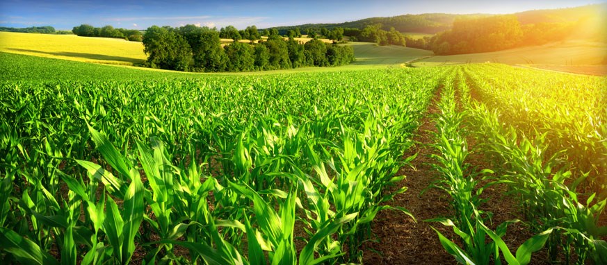 Agriculture
