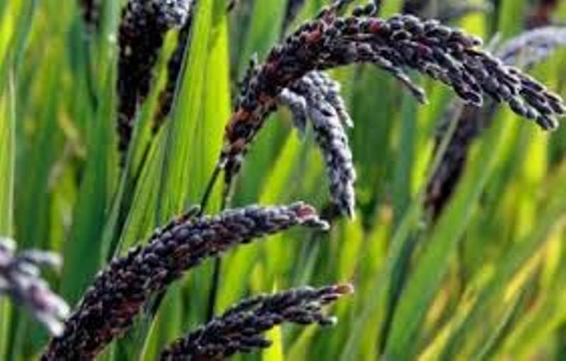 Black Rice Farming