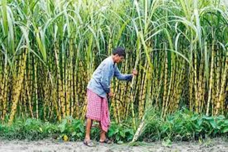 Sugarcane crop