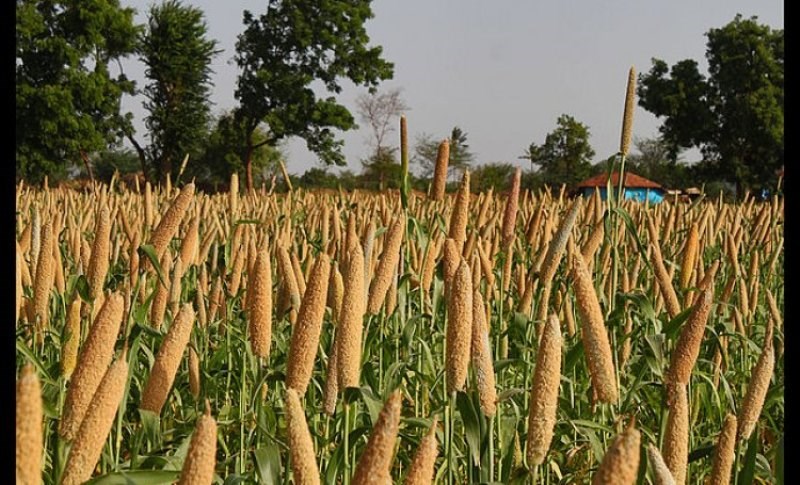 bajra