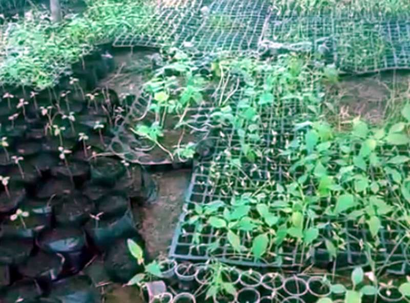 Organic manure