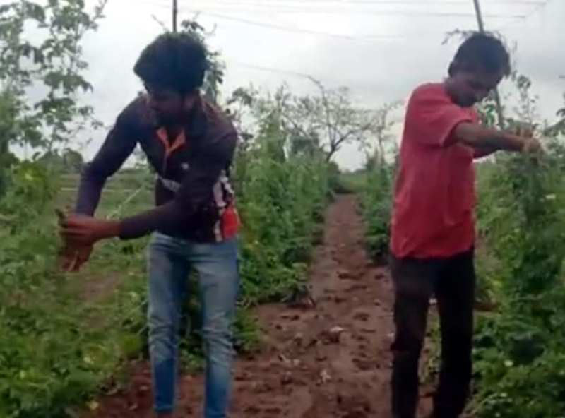 kisan