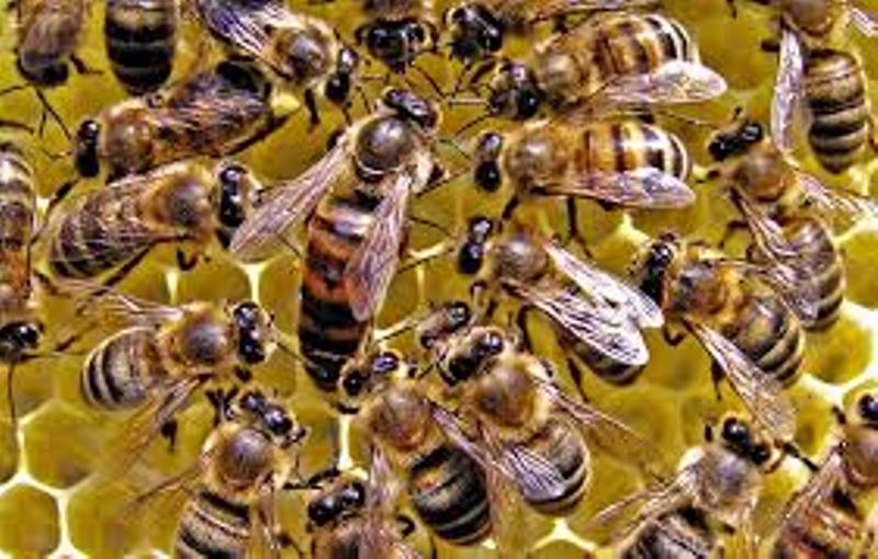 bee