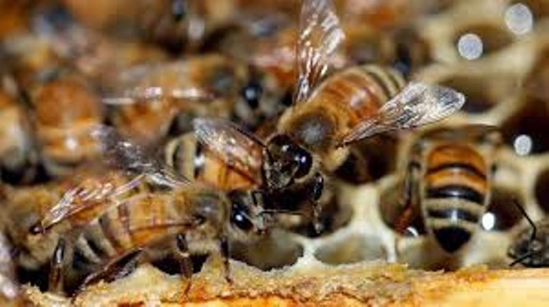 honey