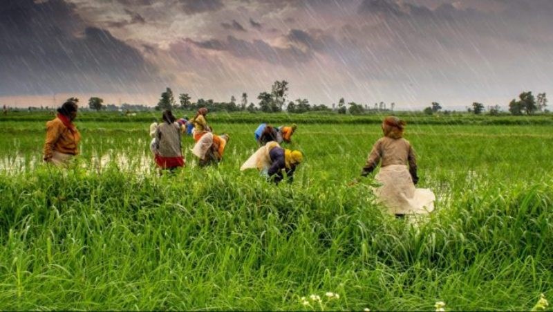 kisan