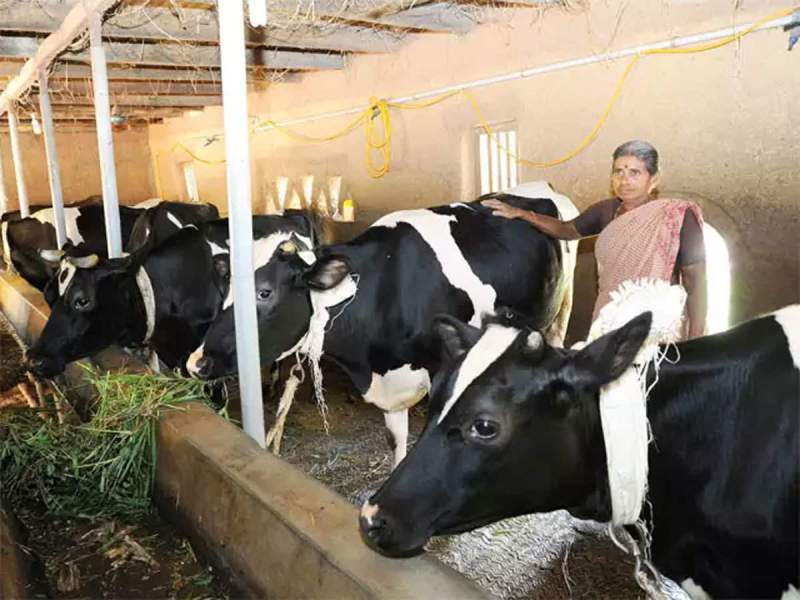 cow