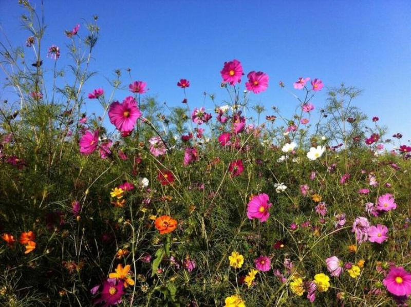 Summer flour